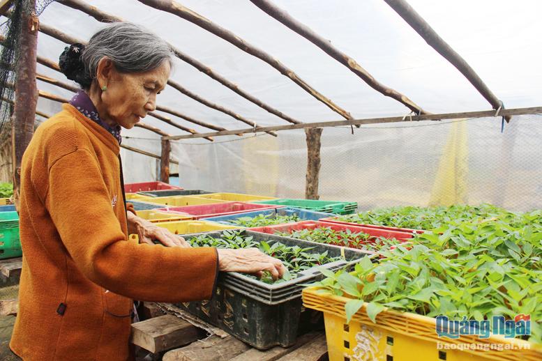 Nhiều hộ dân trong tỉnh có thu nhập khá từ việc ươm rau giống để bán.