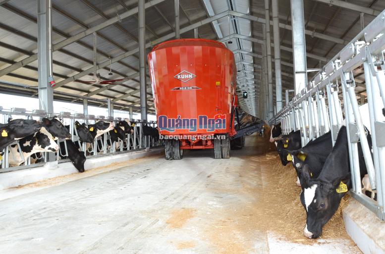  Dự án Trang trại bò sữa Vinamilk ở huyện Mộ Đức.