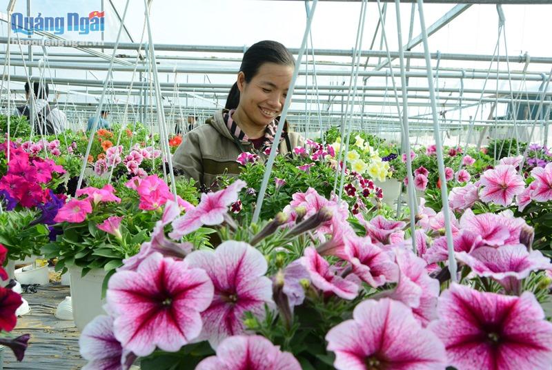 Những năm gần đây, nhiều người đầu tư nhà lồng để thuần hóa các loại hoa xứ lạnh, trồng các loại hoa giỏ treo mang màu sắc rực rỡ như dạ yến thảo, triệu chuông, cẩm chướng, tử la lan, dừa cạn…