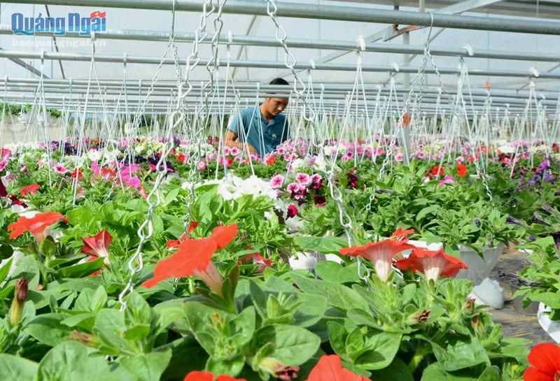 3 năm qua, anh  Phạm Hoàng Thế Mạnh, ở xã Đức Thạnh (Mộ Đức) đầu tư nhà lồng trên diện tích hơn 1.200 m2 để trồng các loại hoa treo. Các loại hoa này có thể trồng quanh năm. 