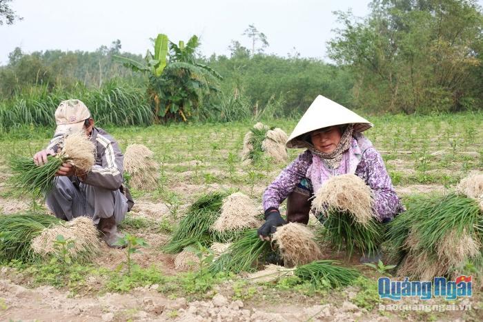 Trên các cánh đồng ở thôn Long Yên, người dân đã vào mùa thu hoạch kiệu.
