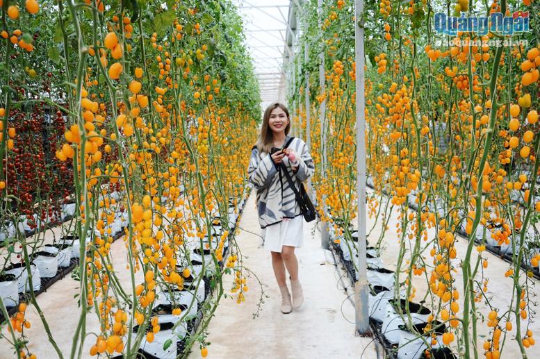Du khách thích thú khi tham quan các vườn cà chua ở TP.Đà Lạt (Lâm Đồng). 