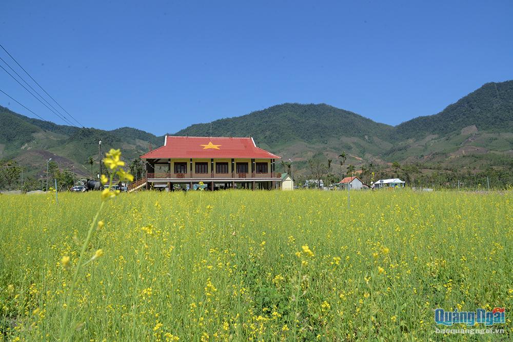 Cánh đồng hoa vàng tươi bên nhà truyền thống thôn trở thành điểm nhấn giữa nền xanh của núi rừng