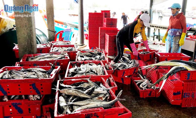 Thương lái thu mua cá tại cảng Sa Kỳ, xã Bình Châu (Bình Sơn).