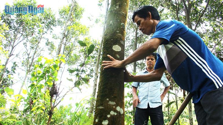 Video: Trà Bồng nỗ lực phát triển vùng chuyên canh quế