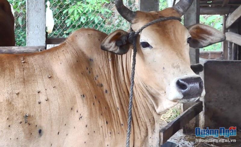 Dịch bệnh VDNC trên trâu bò đã diễn ra trên địa bàn 47 xã trên địa bàn tỉnh