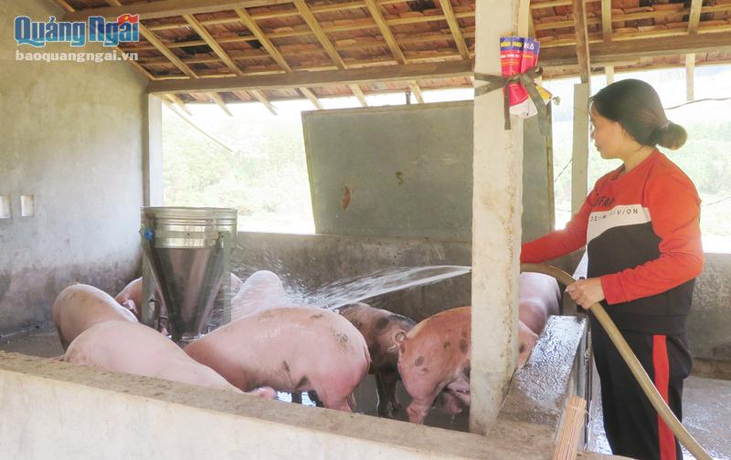 Nhờ nguồn vốn vay hỗ trợ, chị Nguyễn Thị Lài, ở thôn Phú Hòa, xã Trà Phú (Trà Bồng) đầu tư vào chăn nuôi heo, mang lại hiệu quả kinh tế.
