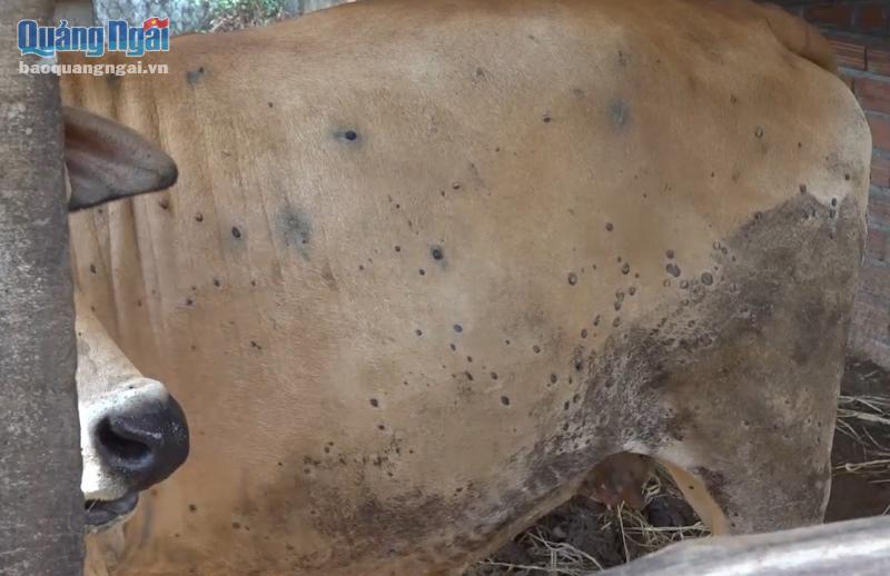Trâu, bò bị bệnh VDNC bị nổi cục khắp toàn thân.