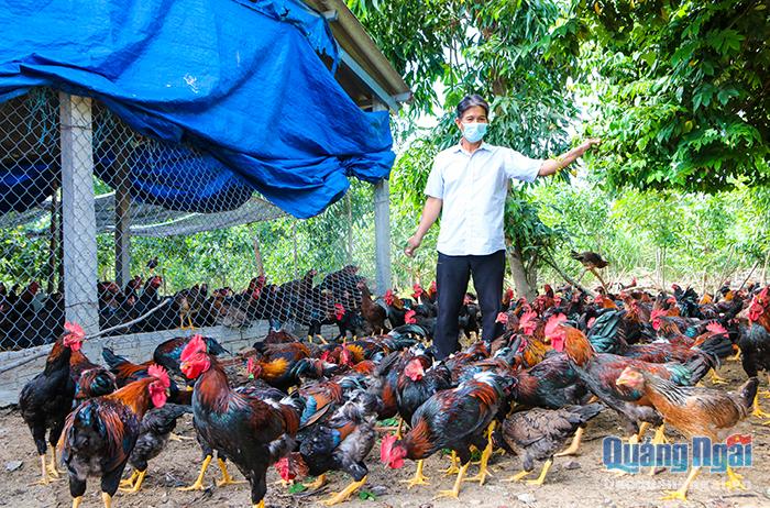 Đàn gà 5.000 con của ông Hiền đã quá kì xuất bán mà vẫn chưa tìm được đầu ra trong khi giá thức ăn lại tăng liên tục khiến ông Hiền lo lắng