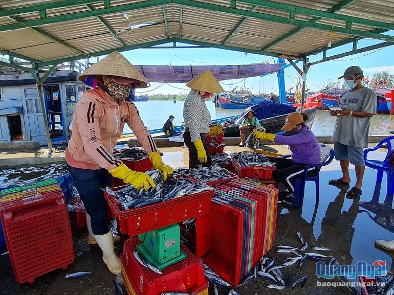 Sản lượng khai thác sụt giảm, hải sản được thu mua với giá thấp khiến ngư dân thua lỗ 