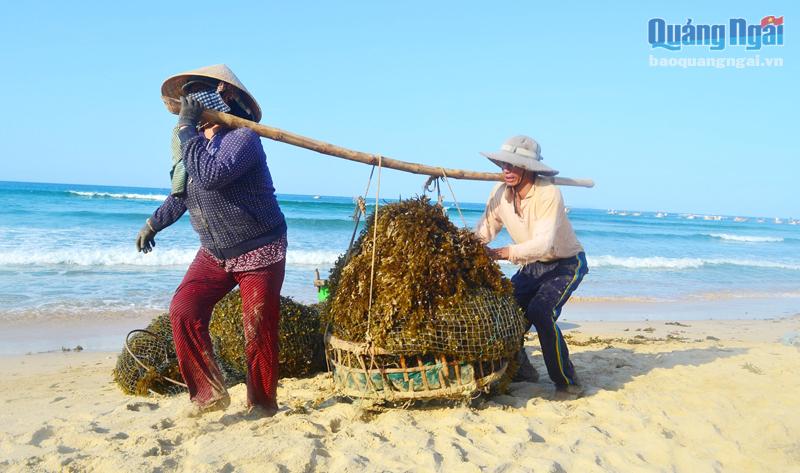 Nguồn rong biển tại vùng biển Quảng Ngãi rất phong phú nhưng mới khai thác và bán thô với giá rẻ.