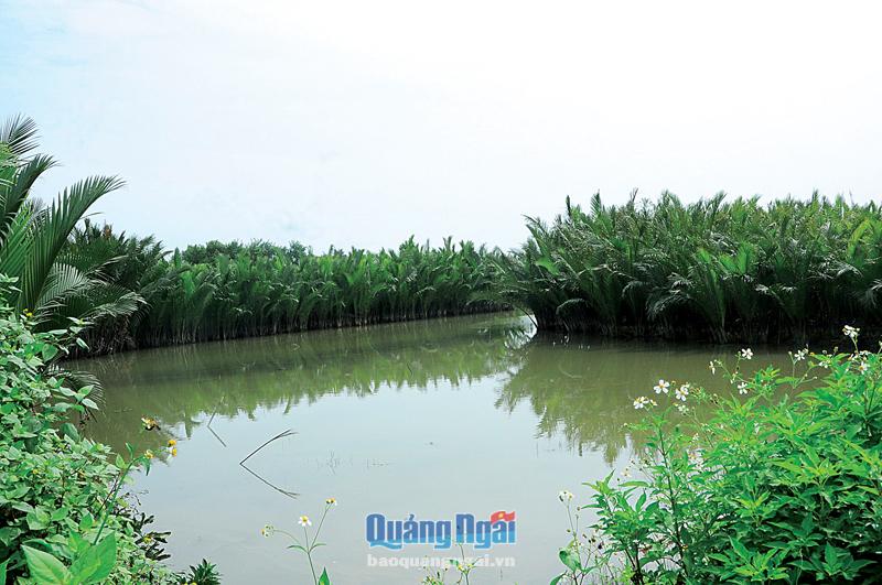 Rừng dừa nước xã Tịnh Khê (TP.Quảng Ngãi) là một trong những điểm nhấn của công viên trung tâm rộng 150ha đã được quy hoạch đầu tư xây dựng trong tương lai. 