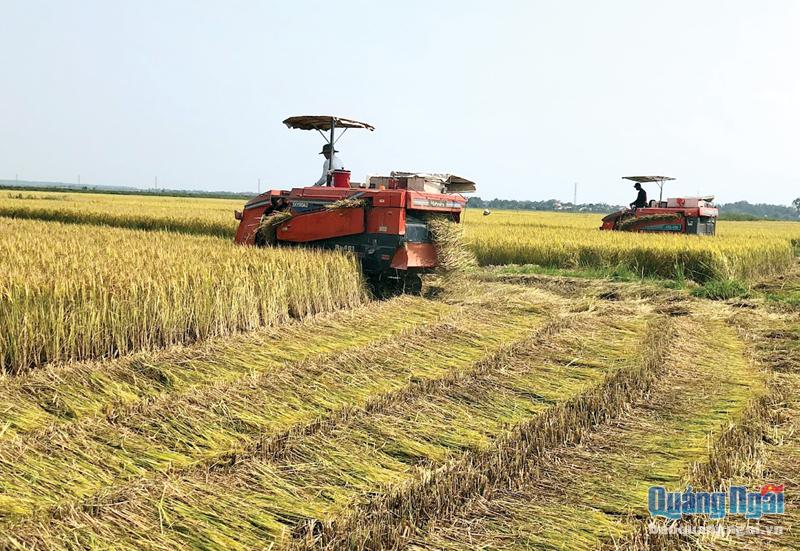 Tăng cường sử dụng máy gặt đập liên hợp là một trong những giải pháp đảm bảo phòng, chống dịch Covid-19 trong thu hoạch lúa hè thu.