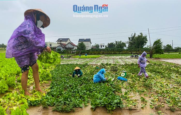 Người dân dầm mưa thu hoạch rau chạy bão