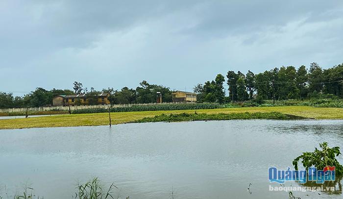 Hơn 65 ha diện tích lúa hè thu ở xã Nghĩa Hiệp, huyện Tư Nghĩa sắp thu hoạch ngập nước, hư hại