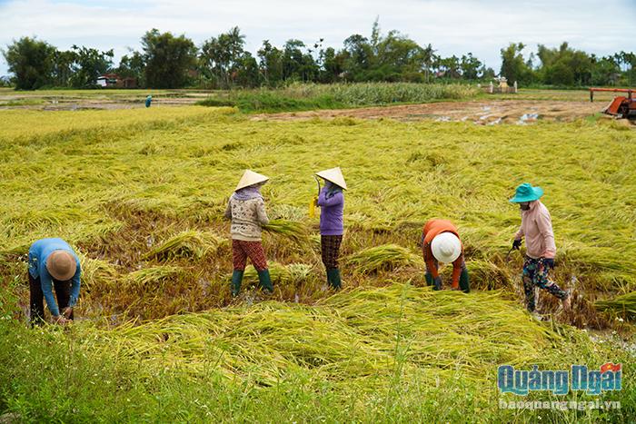 Tranh thủ nước rút thu hoạch lúa nhằm vớt vát phần nào thiệt hại