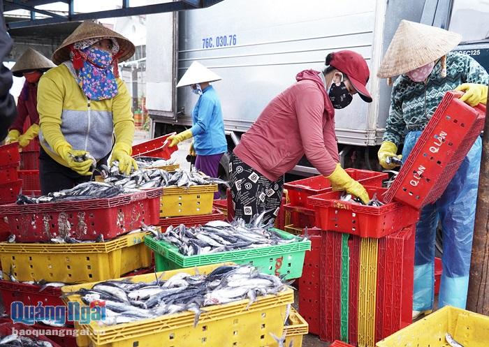 Khẩn trương bốc dở cá đi tiêu thụ ở cảng cá Tịnh Hòa