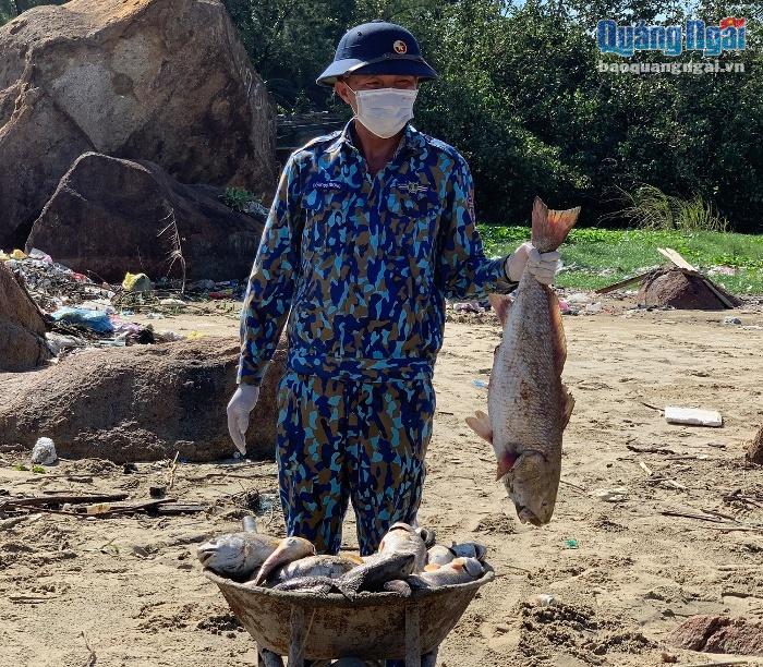 Ảnh hưởng của cơn bão số 5, ở xã Bình Thạnh và Bình Đông (Bình Sơn) nhiều diện tích nuôi cá bị thiệt hại nghiêm trọng.
