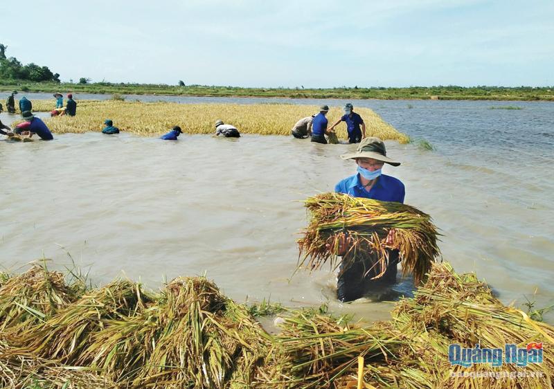 Đoàn viên, thanh niên huyện Mộ Đức giúp người dân thu hoạch lúa bị ngập do bão số 5 vừa qua. 