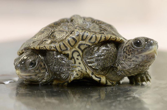 Con rùa kim cương hai đầu rất hiếm tại Trung tâm Động vật hoang dã Birdsey Cape, bang Massachusetts, Mỹ ngày 9-10 - Ảnh: AP