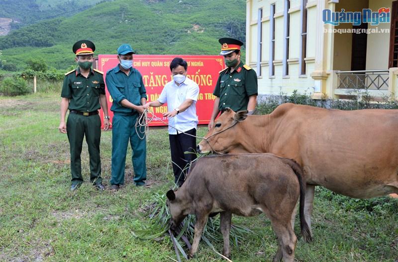 Lãnh đạo huyện và Ban CHQS huyện Tư Nghĩa trao tặng bò giống cho Tiểu đội Dân quân thường trực xã Nghĩa Sơn