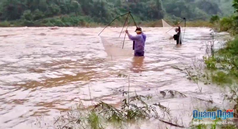 Người dân miền núi liều mình ra sông, suối bắt cá mùa mưa lũ