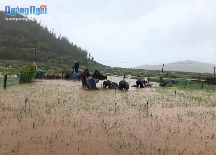Bộ đội hỗ trợ nông dân Lý Sơn thu hoạch hành