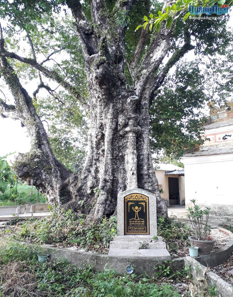 Cây thị trong khuôn viên miếu Bà, ở thôn 1, xã Nghĩa Dũng (TP.Quảng Ngãi) đã được công nhận là cây di sản.        Ảnh: Bùi Văn Tạo
