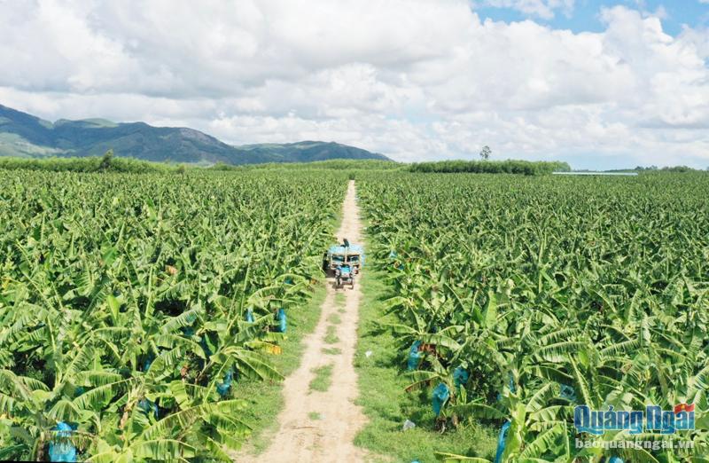 Chuối già Nam Mỹ được trồng thử nghiệm thành công tại Công ty CP Nông lâm nghiệp 24/3 Quảng Ngãi.