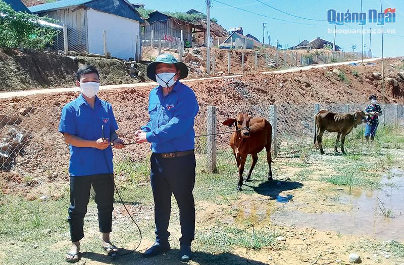  Tỉnh đoàn hỗ trợ bò giống cho thanh niên tại Làng Thanh niên lập nghiệp Sơn Bua, xã Sơn Bua (Sơn Tây).
