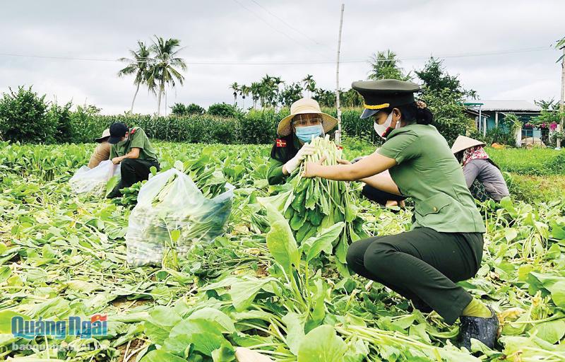Đoàn viên Công an tỉnh hỗ trợ người dân TP.Quảng Ngãi thu hoạch rau bị thiệt hại sau mưa lớn.  Ảnh: PV