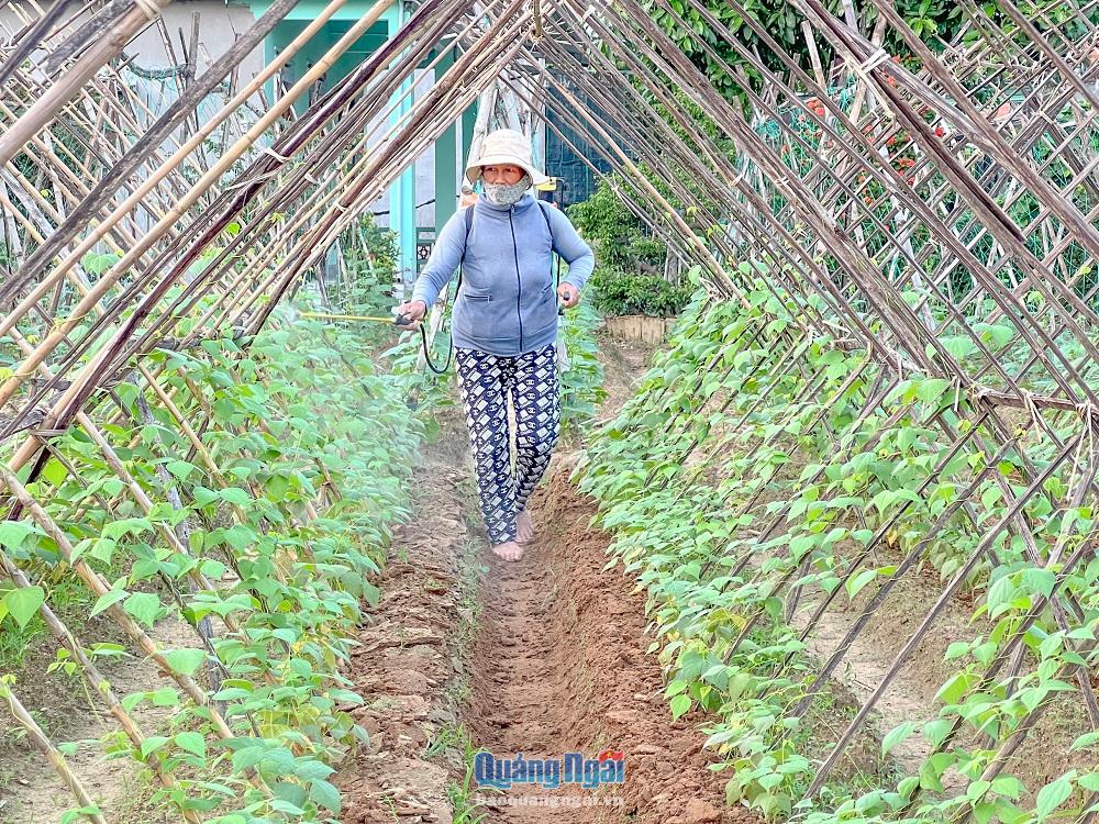 Theo người dân nơi đây, rau ở các xứ đồng này không chỉ tiêu thụ ở chợ địa phương mà con xuất bán ra Quảng Nam. Hiện nay, dù thời tiết giá rét nhưng bà con vẫn bám đồng, theo sát quá trình sinh trưởng của rau.