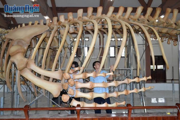 Video: Phục dựng thành công hai bộ xương cá Ông 300 tuổi ở Lý Sơn