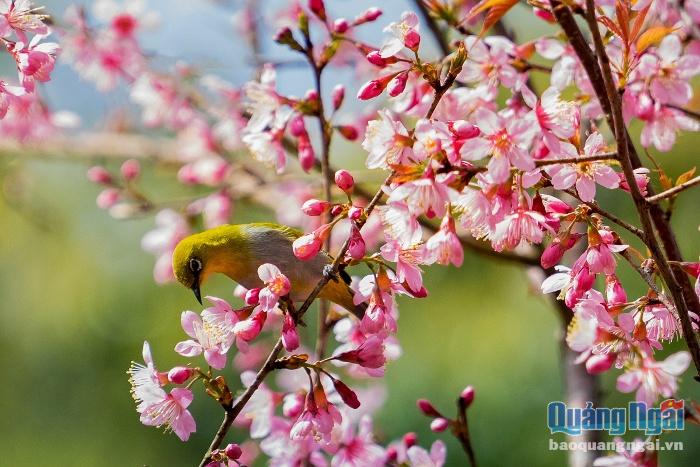 Mùa xuân hoa anh đào nở, thu hút rất nhiều chim rừng, ong bướm đến hút mật. Du khách có thể chiêm ngưỡng những con chim đầy màu sắc bay đến ríu rít hút mật trên từng nhánh hoa.
