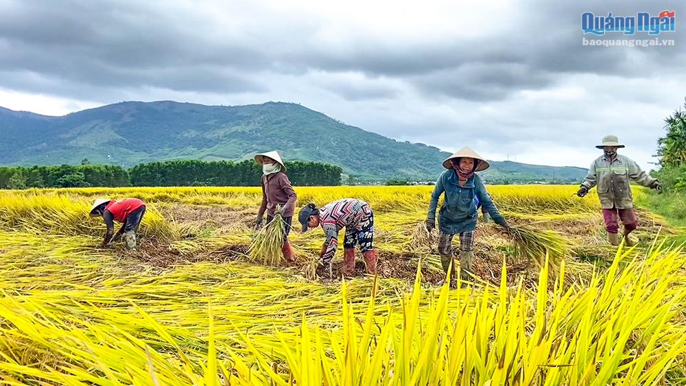 Video: Tập trung thu hoạch lúa ngã đổ