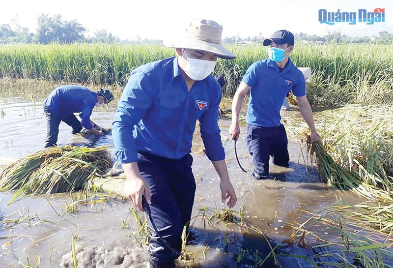 Tuổi trẻ huyện Tư Nghĩa gặt lúa giúp dân trong tháng 9/2021.