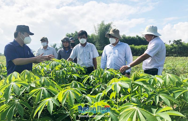  Phó Chủ tịch UBND tỉnh Trần Phước Hiền (thứ hai từ phải sang) kiểm tra giống mì HN3 được trồng khảo nghiệm tại xã Sơn Cao (Sơn Hà).