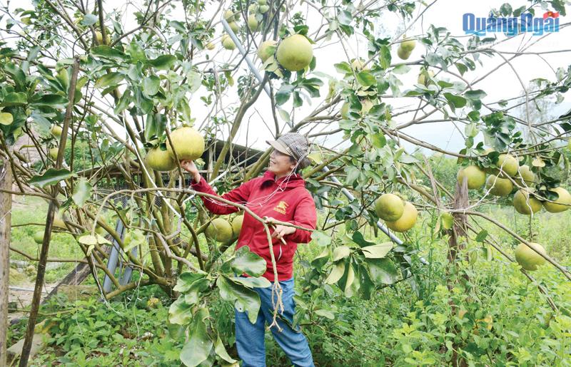 Mô hình gia trại chăn nuôi kết hợp với trồng cây ăn quả giúp gia đình chị Võ Thị Ánh Hương phát triển kinh tế. 