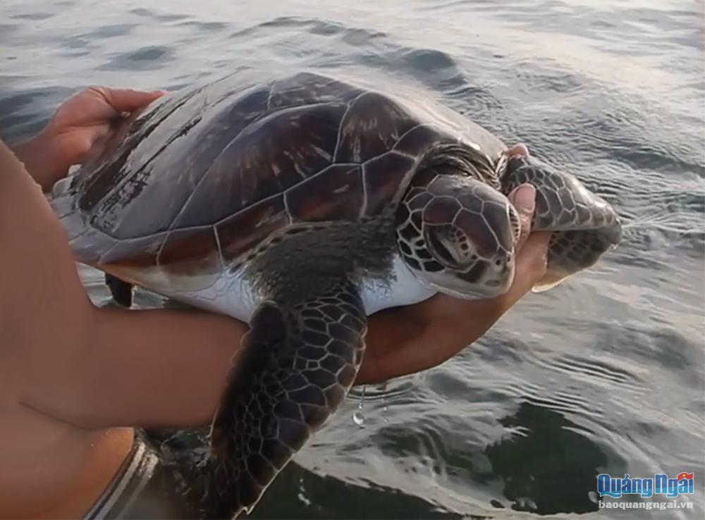 Thả cá thể rùa xanh quý hiếm về biển an toàn