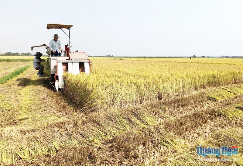 Xây dựng và duy trì cánh đồng lớn lúa là một trong những mô hình phát triển sản xuất mang lại hiệu quả kinh tế cao trên địa bàn xã Tịnh Giang (Sơn Tịnh).