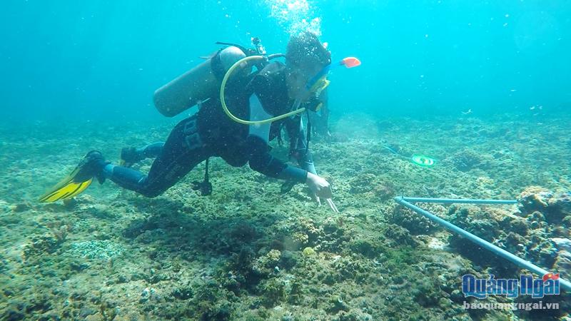 Cán bộ Viện Hải dương học khảo sát khu vực phân bố nhum sọ ở vùng biển Lý Sơn. 