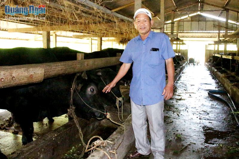 Mỗi năm, ông Cao Ngọc Viễn, ở xã Sơn Thành (Sơn Hà), có thu nhập hơn 500 triệu đồng từ mô hình chăn nuôi bò nhốt chuồng.