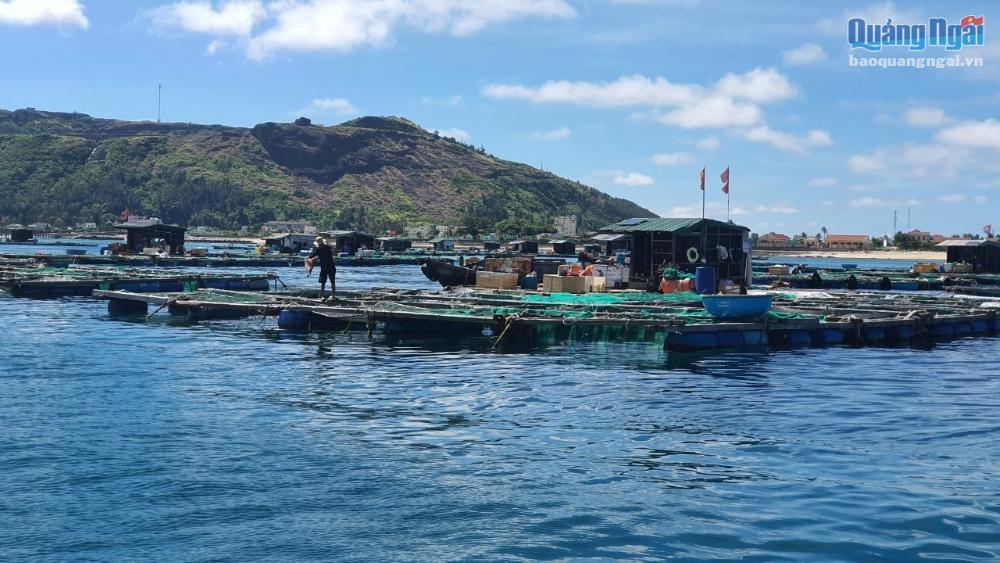 Giá cá bớp tăng cao được xem là tín hiệu vui đối với người nuôi cá lồng bè ở Lý Sơn
