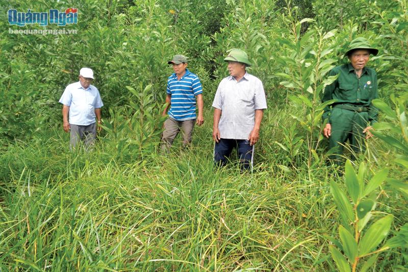 Hội viên Chi hội Cựu chiến binh thôn Diên Lộc, xã Bình Tân Phú (Bình Sơn), kiểm tra khu rừng của chi hội.