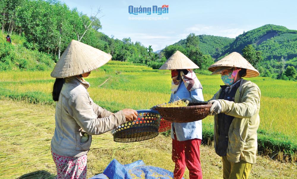 Phụ nữ Hrê ở xã Long Sơn (Minh Long) thu hoạch lúa. Ảnh: Lam Giang