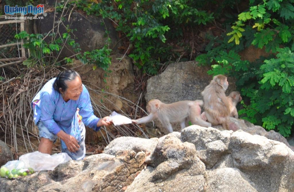 Đàn khỉ được bà Nguyễn Thị Chất cho ăn mỗi ngày.