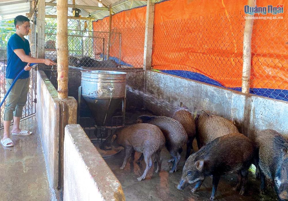 Lập dự án đầu tư trang trại chăn nuôi lợn gà quy mô công nghiệp