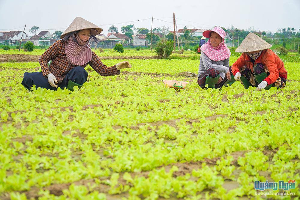 Người trồng rau tại xã Nghĩa Hà (TP.Quảng Ngãi) tất bật chăm sóc cánh đồng rau để kịp bán trong vụ Tết Nguyên đán.