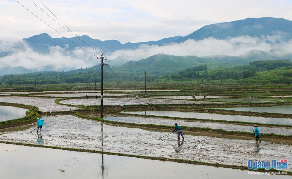 Nông dân tại huyện Minh Long xuống đồng gieo mạ giữa trời đông.