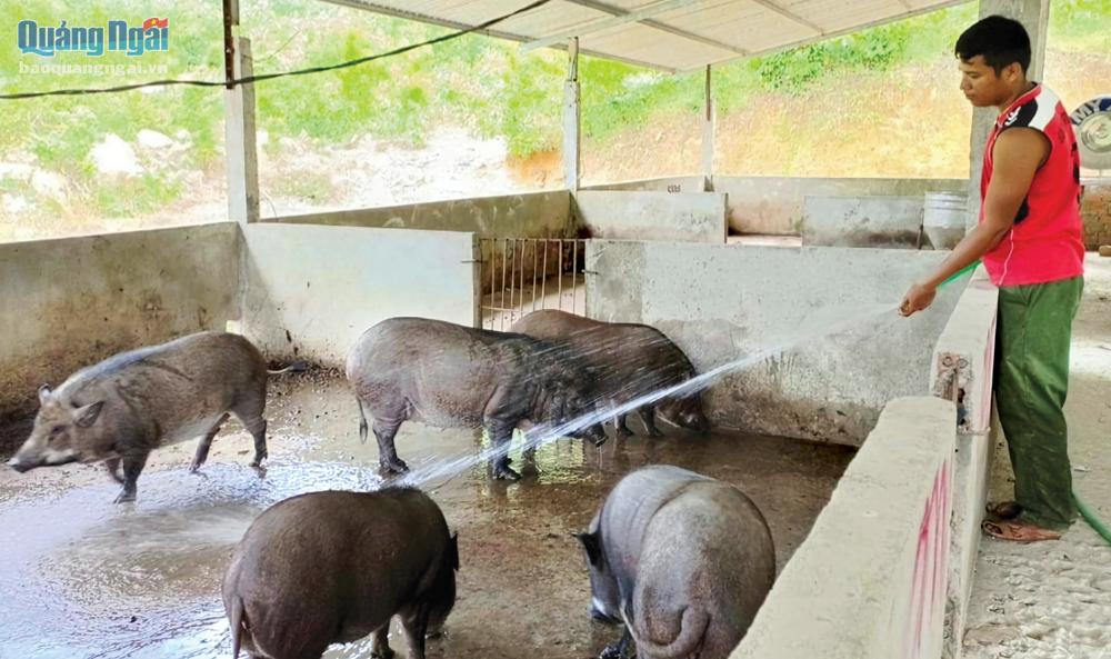 Tổng hợp 96 hình về mô hình trang trại nuôi lợn rừng  daotaonec